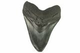 Fossil Megalodon Tooth - South Carolina #129121-1